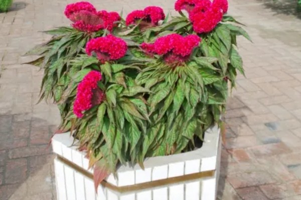 鸡冠花如何越冬,要将其搬入室内进行保暖