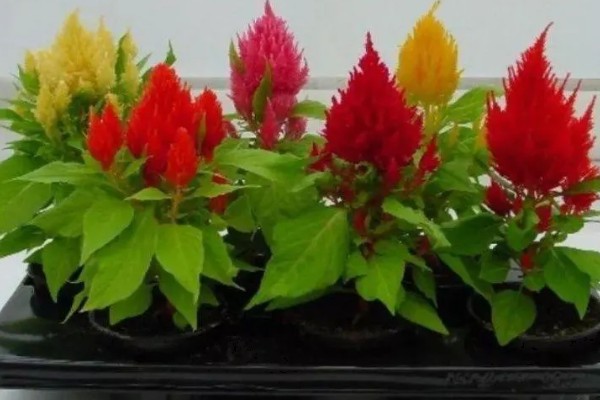 鸡冠花如何越冬,要将其搬入室内进行保暖