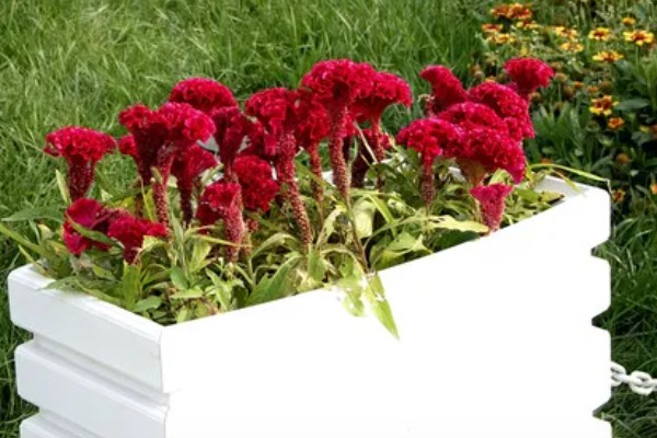 鸡冠花如何越冬,要将其搬入室内进行保暖