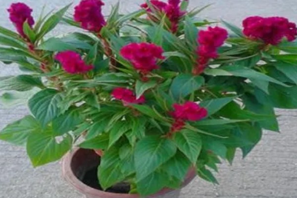 鸡冠花如何越冬,要将其搬入室内进行保暖