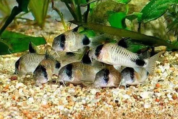 工具鱼有没有必要养，保证过滤系统正常运转就不用养殖