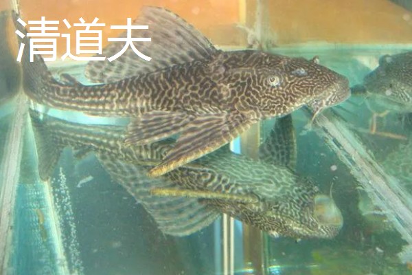 工具鱼有没有必要养，保证过滤系统正常运转就不用养殖