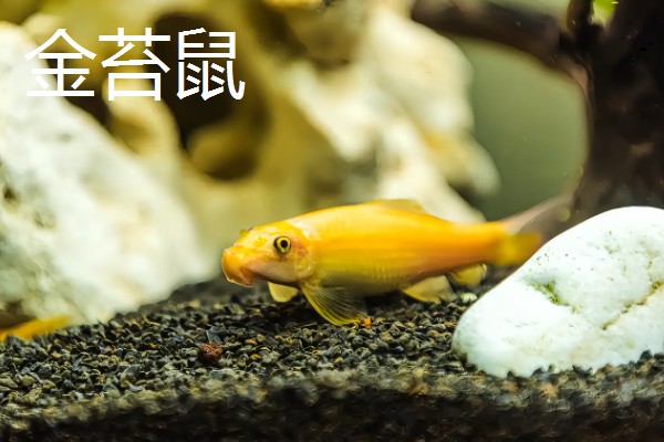 工具鱼有没有必要养，保证过滤系统正常运转就不用养殖