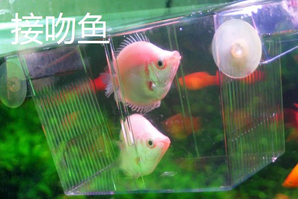 工具鱼有没有必要养，保证过滤系统正常运转就不用养殖