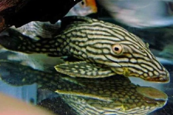 工具鱼有没有必要养，保证过滤系统正常运转就不用养殖