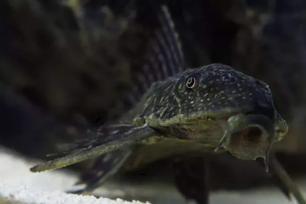 工具鱼有没有必要养，保证过滤系统正常运转就不用养殖