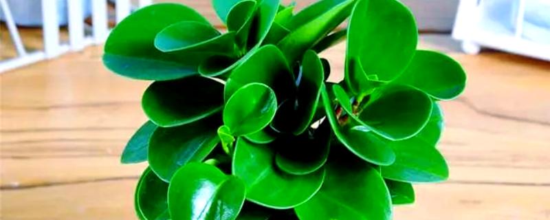 豆瓣绿的养殖方法，生长盛期每隔1-3天浇一次水
