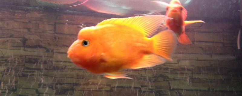 鹦鹉鱼炸鳞能不能放盐，放盐后可以起到治疗效果