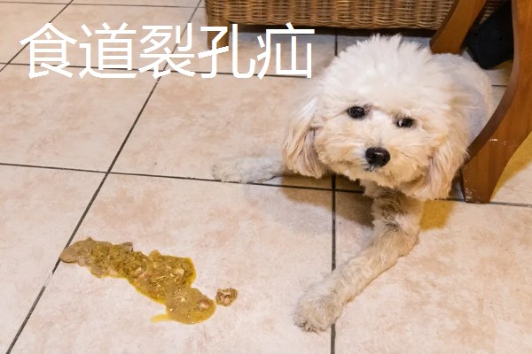 狗狗疝气有什么症状，食道裂孔疝具有呕吐、呼吸急促等表现