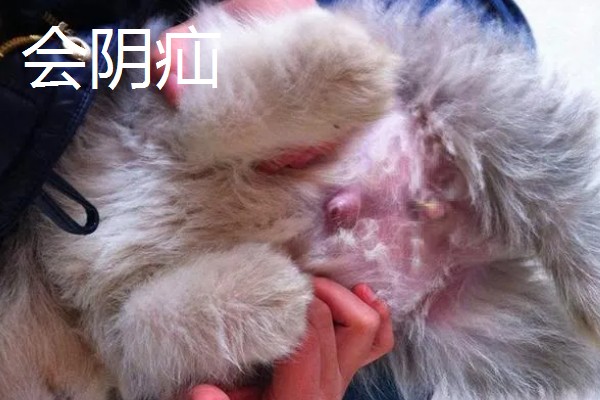 狗狗疝气有什么症状，食道裂孔疝具有呕吐、呼吸急促等表现