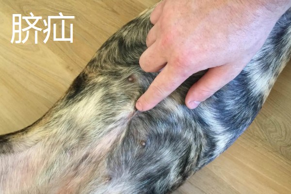 狗狗疝气有什么症状，食道裂孔疝具有呕吐、呼吸急促等表现