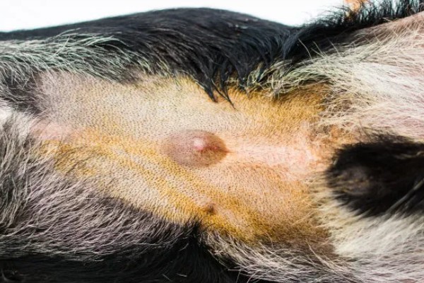 狗狗疝气有什么症状，食道裂孔疝具有呕吐、呼吸急促等表现