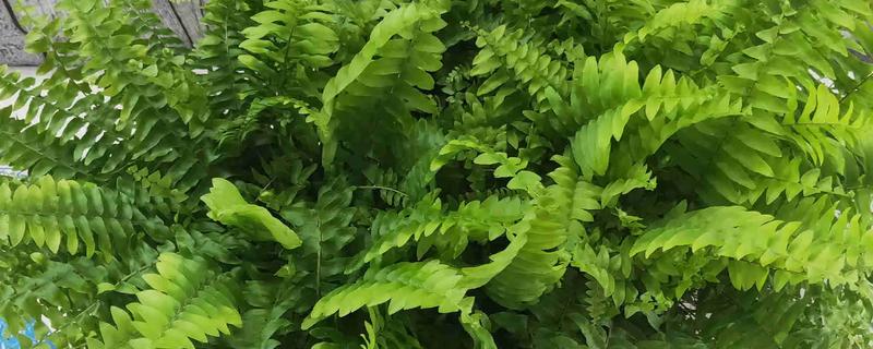 蕨类植物有没有根，蕨类植物没有根