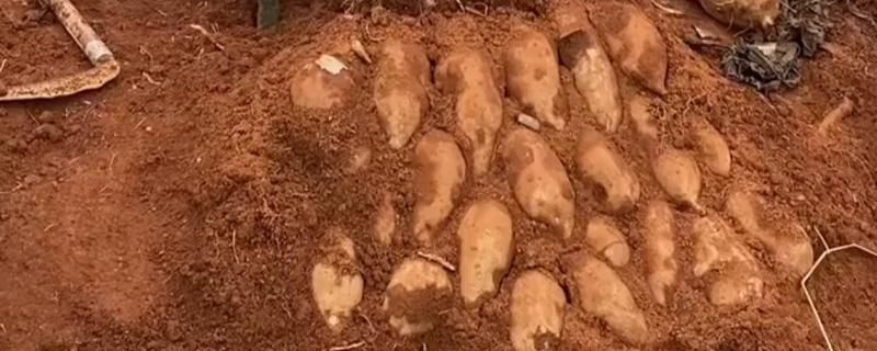 雪莲果的市场价格，一公斤只需3.5元左右