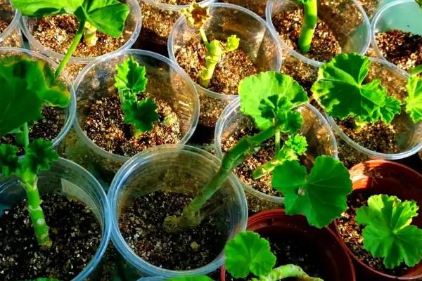 宿根花卉以哪些繁殖为主，可分株繁殖、扦插繁殖等