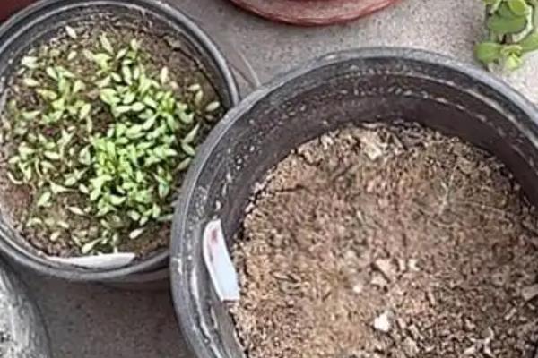 宿根花卉以哪些繁殖为主，可分株繁殖、扦插繁殖等