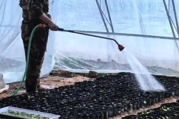 宿根花卉以哪些繁殖为主，可分株繁殖、扦插繁殖等