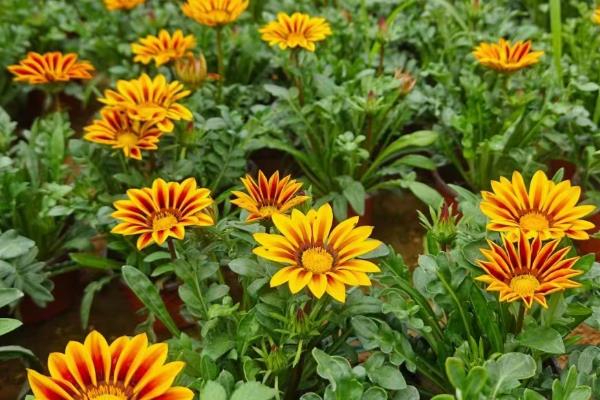 宿根花卉以哪些繁殖为主，可分株繁殖、扦插繁殖等