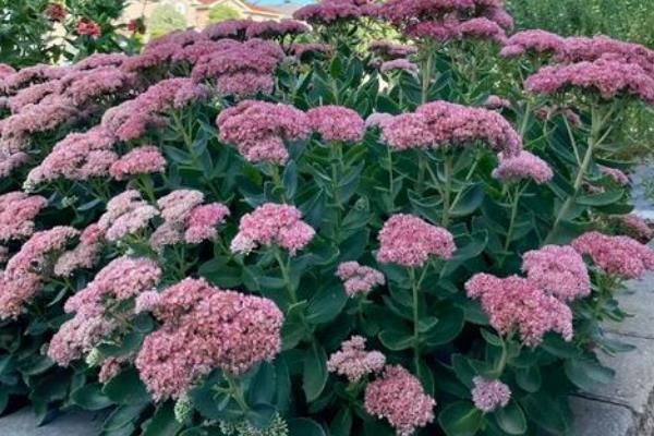 宿根花卉以哪些繁殖为主，可分株繁殖、扦插繁殖等