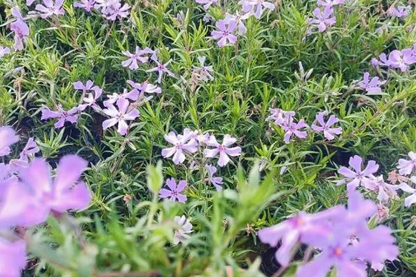 宿根花卉以哪些繁殖为主，可分株繁殖、扦插繁殖等