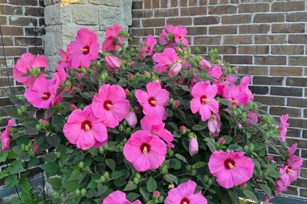 宿根花卉以哪些繁殖为主，可分株繁殖、扦插繁殖等