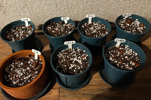 怎么种幸福树种子,播种后放置在比较阴暗的环境下