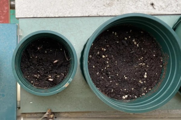 怎么种幸福树种子,播种后放置在比较阴暗的环境下