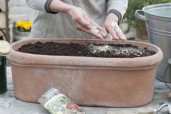 怎么种幸福树种子,播种后放置在比较阴暗的环境下