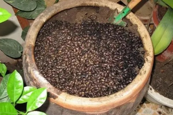 怎么种幸福树种子,播种后放置在比较阴暗的环境下