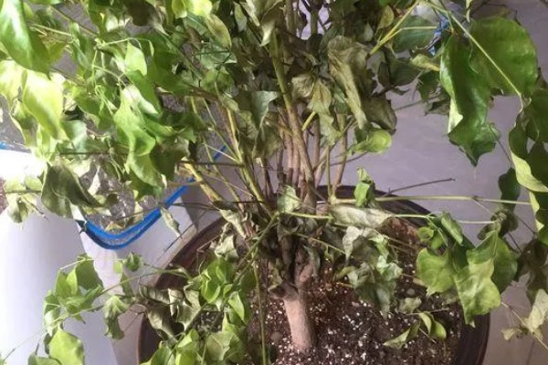 怎么种幸福树种子,播种后放置在比较阴暗的环境下