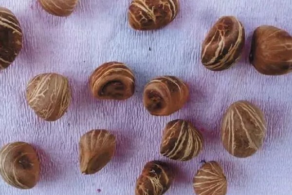 怎么种幸福树种子,播种后放置在比较阴暗的环境下