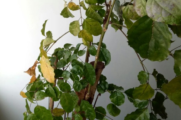 怎么种幸福树种子,播种后放置在比较阴暗的环境下