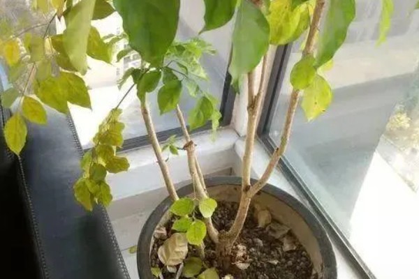 怎么种幸福树种子,播种后放置在比较阴暗的环境下