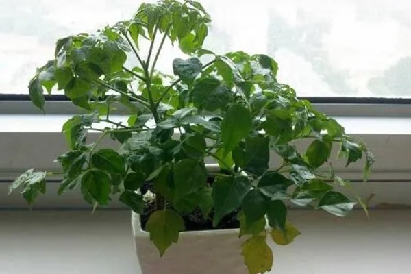 怎么种幸福树种子,播种后放置在比较阴暗的环境下