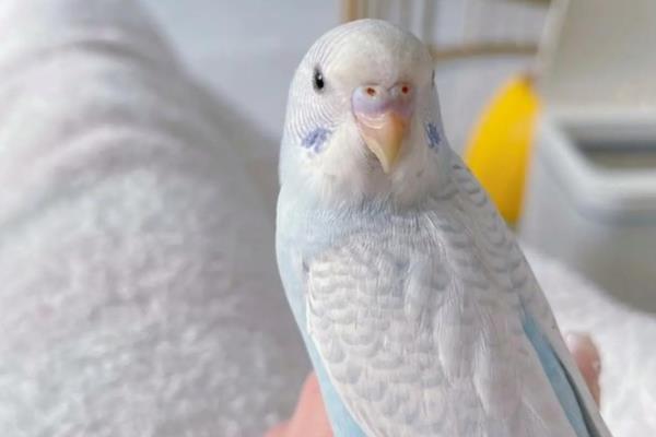 虎皮鹦鹉为什么会炸毛，可能是在整理羽毛或为休息做准备