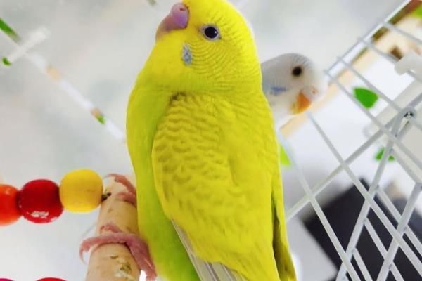 虎皮鹦鹉为什么会炸毛，可能是在整理羽毛或为休息做准备