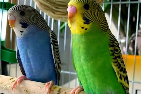 虎皮鹦鹉为什么会炸毛，可能是在整理羽毛或为休息做准备