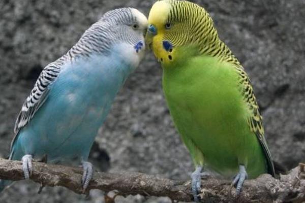 虎皮鹦鹉为什么会炸毛，可能是在整理羽毛或为休息做准备