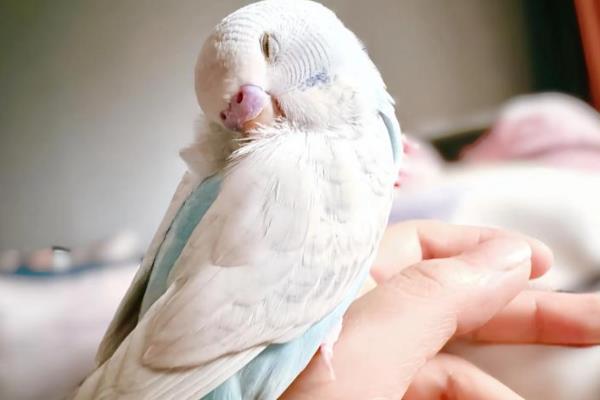 虎皮鹦鹉为什么会炸毛，可能是在整理羽毛或为休息做准备