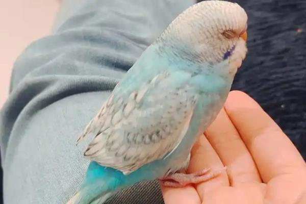 虎皮鹦鹉为什么会炸毛，可能是在整理羽毛或为休息做准备