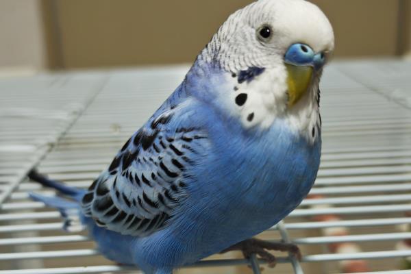 虎皮鹦鹉为什么会炸毛，可能是在整理羽毛或为休息做准备