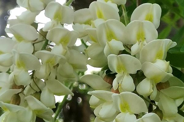 刺槐是哪种植物，是常见的一种槐树