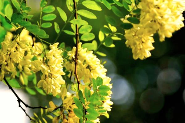 刺槐是哪种植物，是常见的一种槐树