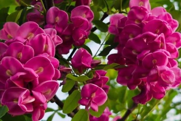 刺槐是哪种植物，是常见的一种槐树