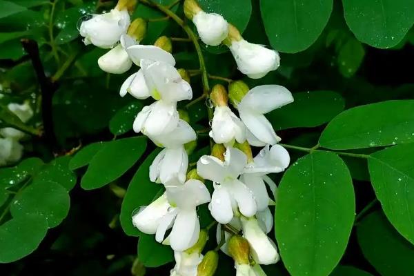 刺槐是哪种植物，是常见的一种槐树