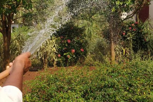 刺槐是哪种植物，是常见的一种槐树