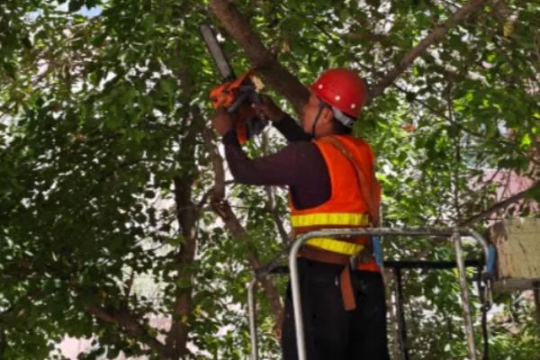 刺槐是哪种植物，是常见的一种槐树