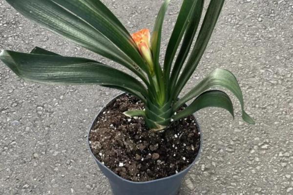 君子兰缺水怎么判断,花盆重量很轻代表水分已经蒸发