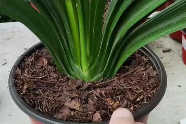 君子兰缺水怎么判断,花盆重量很轻代表水分已经蒸发