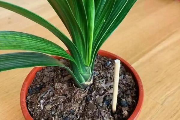 君子兰缺水怎么判断,花盆重量很轻代表水分已经蒸发